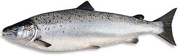 日本料理里经常点的鱼,日本料理最正宗的是什么鱼