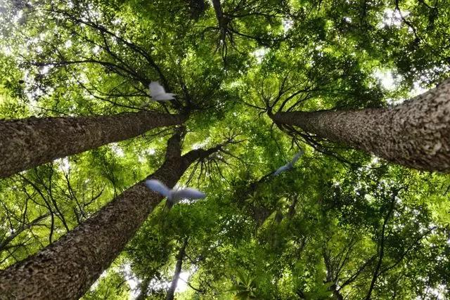 成都周边洗肺好去处,成都周边私藏的8个洗肺胜地