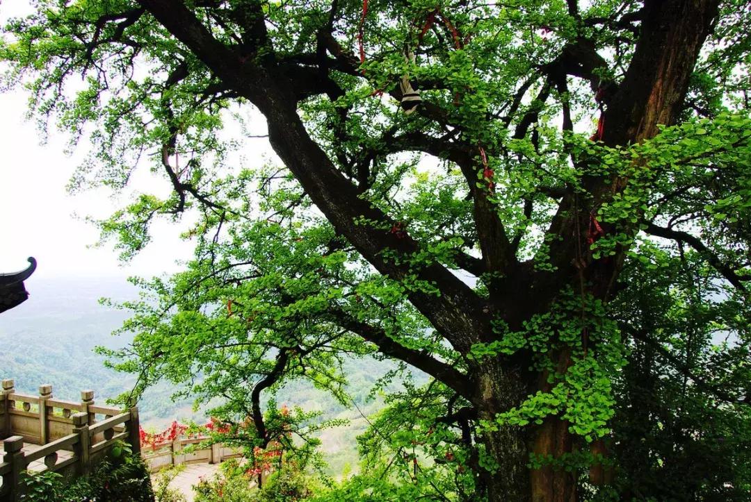 成都周边洗肺好去处,成都周边私藏的8个洗肺胜地