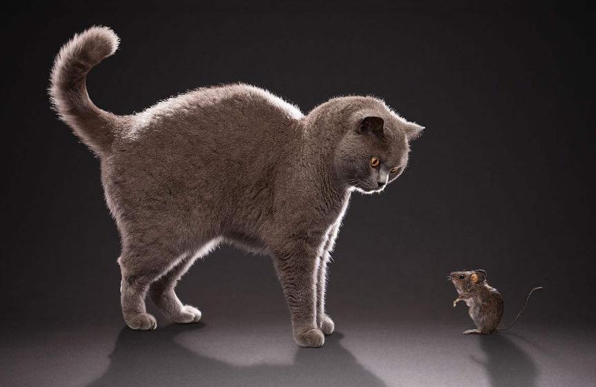 明朝年间，西域使者向景泰帝进贡一只“猫王”，此猫会一种绝活！