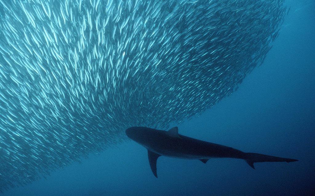 日式料理四种鱼,日本料理一般有哪些鱼