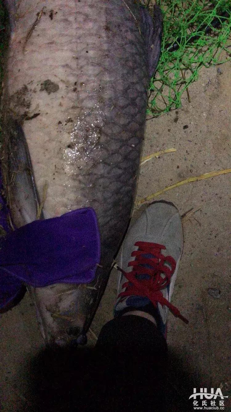 一味EX钓竿夜钓上38斤巨青，半小时遛翻大物！