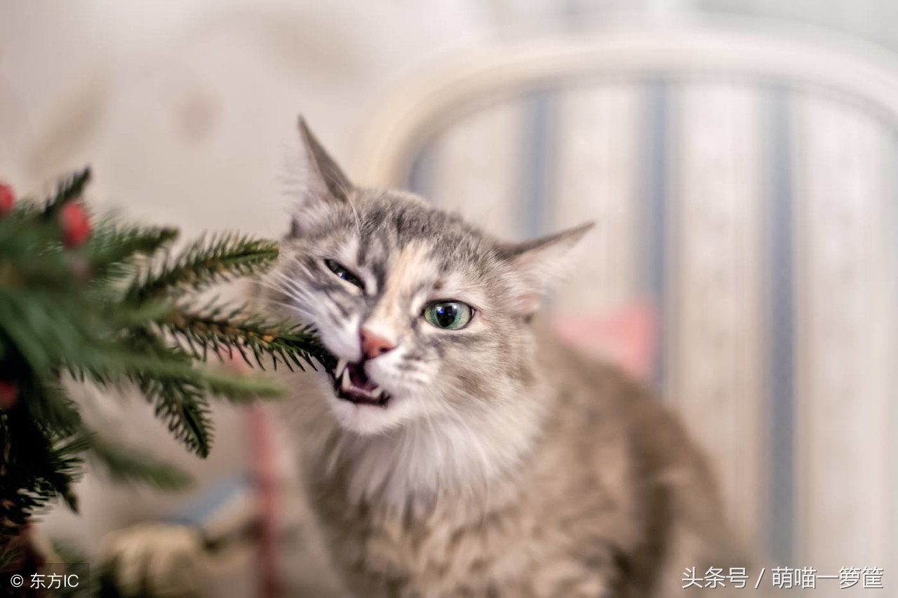 猫咪分几种品种,猫咪分类带声音