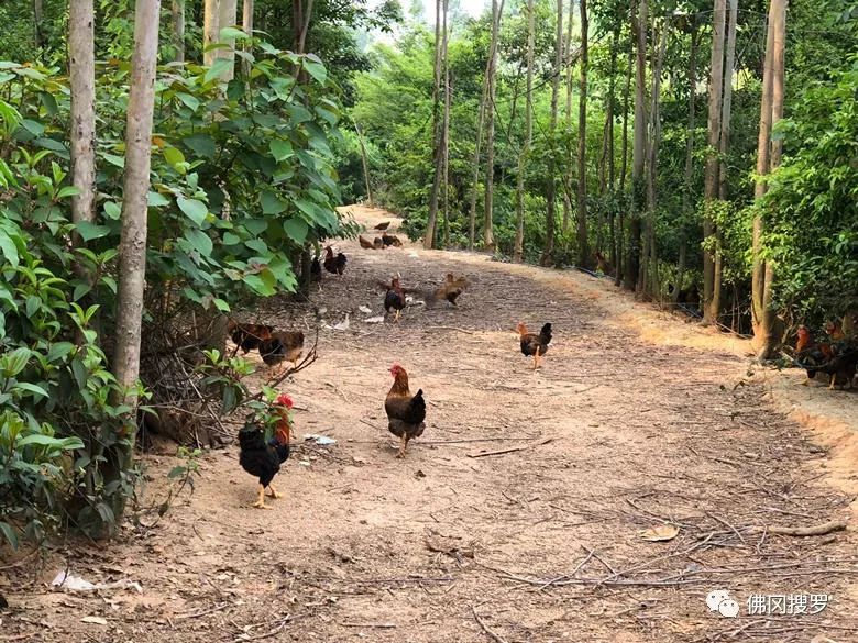 退伍军人养鸡创业致富,90后农村小哥辞职回乡创业养鸡