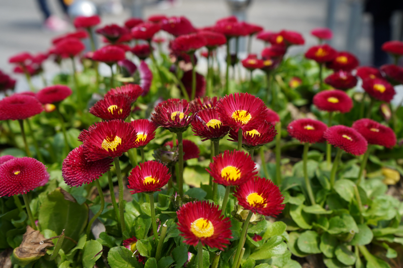 一个佳能*党**眼中的索尼A7M3,ILCE-7M3，索尼新款相机入手小评