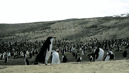 被奉为神明合集,bbc神级纪录片life第02集