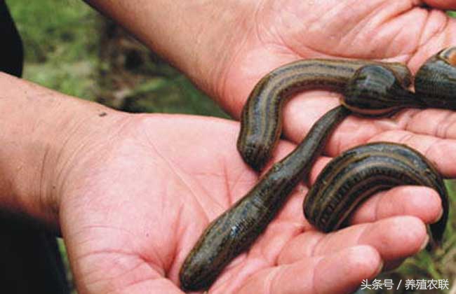 小伙创业养水蛭年入百万,水蛭养殖致富案例视频