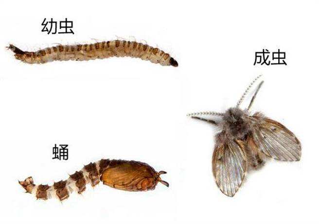 家里有小飞虫是家里太脏了么,家里有小飞虫需要害怕吗