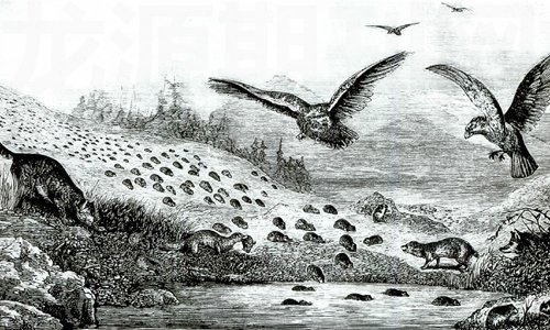 旅鼠自杀的真相是这样的，我们都被语文课本骗了