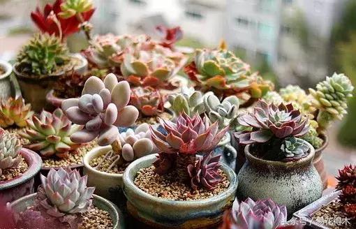 多肉植物养殖土壤配方,不花钱多肉植物养殖方法