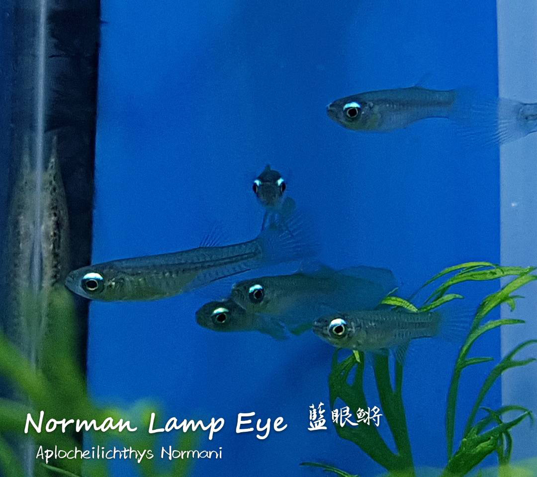 观赏鱼热带鱼品种,热带鱼品种太多认不清