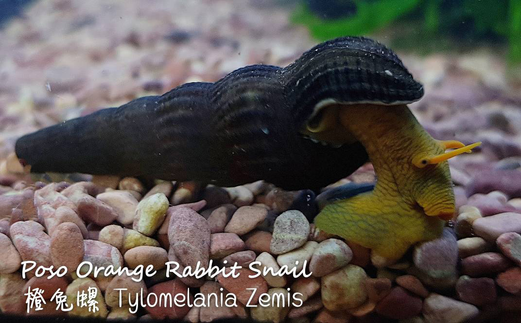 观赏鱼热带鱼品种,热带鱼品种太多认不清