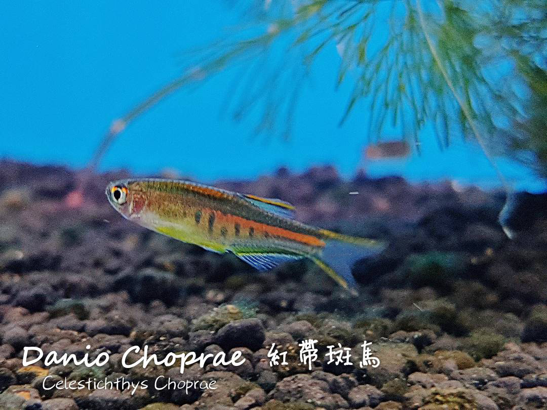 观赏鱼热带鱼品种,热带鱼品种太多认不清