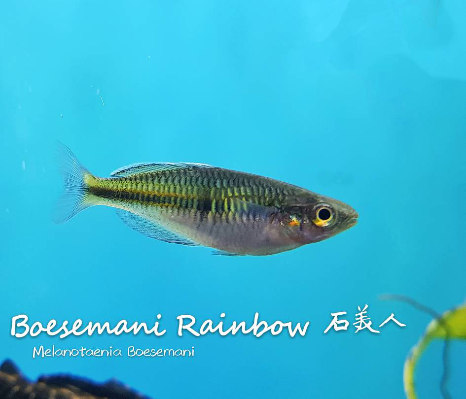 各种小型热带鱼图片大全及名字,41种热带鱼