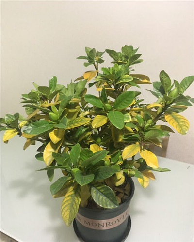 栀子花叶子发黄倒营养液可以吗,栀子花叶子发黄浇点白醋可以吗