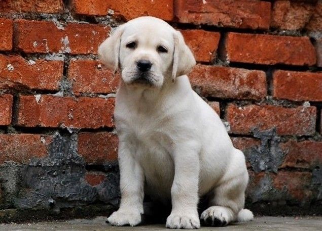 狗瘟神经症状及治疗方法,狗瘟症状多久小狗会死