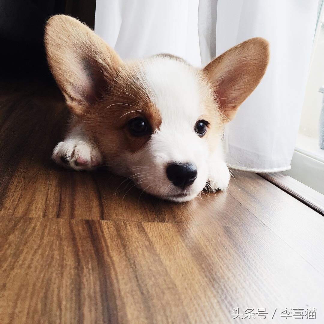 柯基最好笑的4个行为,柯基小短腿的烦恼