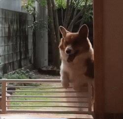 柯基最好笑的4个行为,柯基小短腿的烦恼