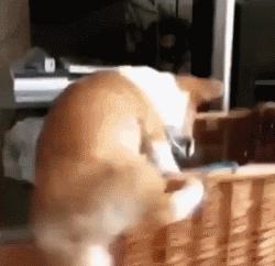 柯基最好笑的4个行为,柯基小短腿的烦恼