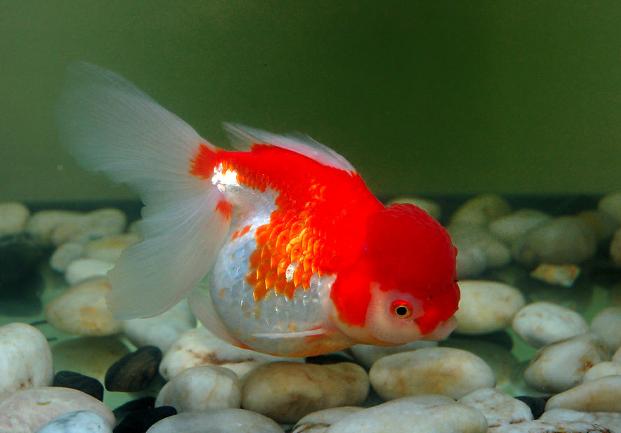 学习金鱼的喂养技巧，让你的爱鱼健康每一天，新手必备