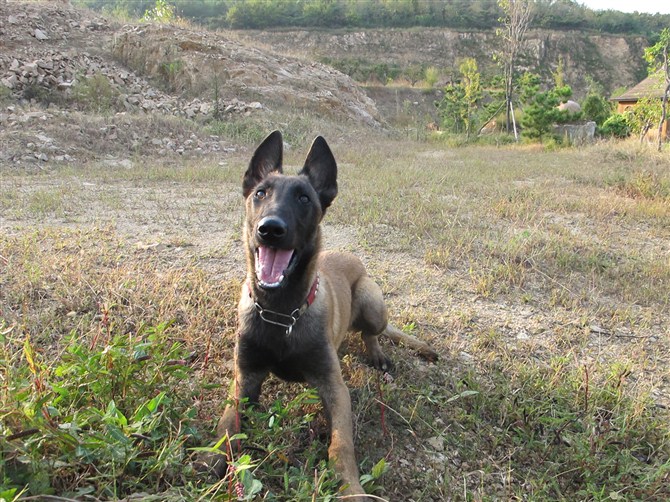 马犬后腿总软不着地,七个月马犬无缘无故脚疼不敢着地