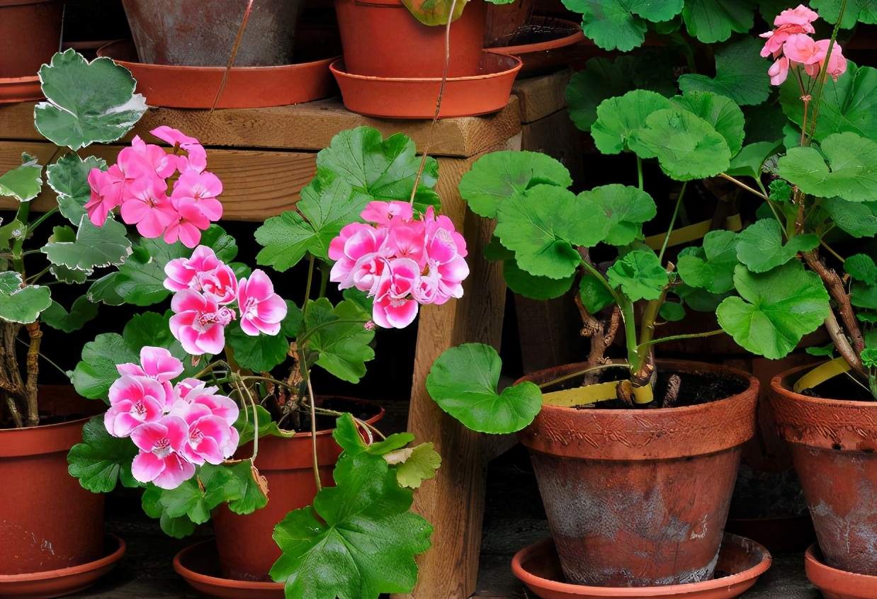 盆栽花卉缺铁叶片出现什么症状,植物缺铁的症状出现在什么地方