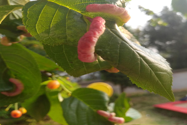 樱桃树上有会拉丝的虫是什么虫,樱桃叶子上那个虫子叫什么虫