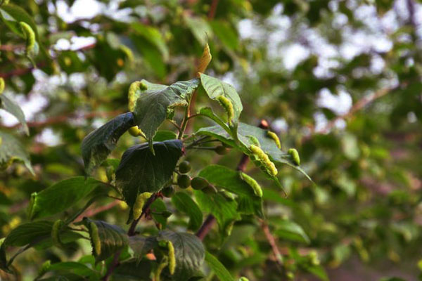 樱桃上的粉色小虫是什么虫,樱桃叶子上长虫