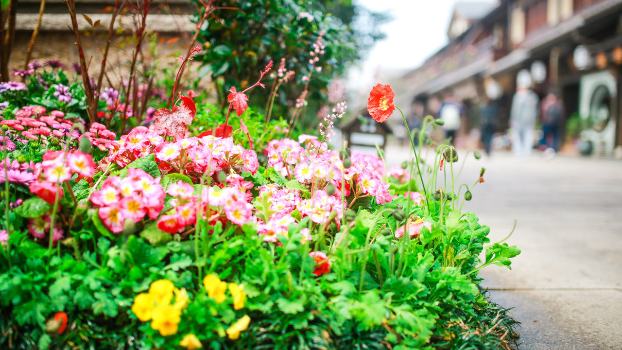 三月的拈花湾樱花烂漫,烟花三月桃花