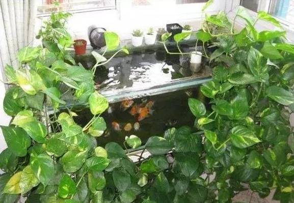 怎样养绿萝才能茂盛视频,屋内绿萝怎么养比较茂盛