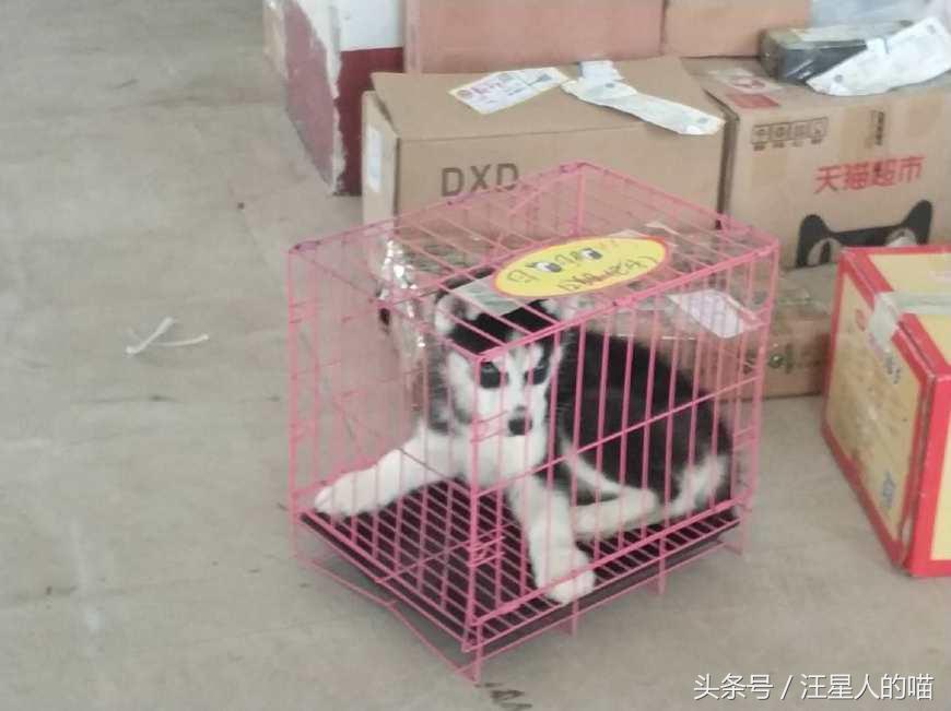 朋友花2K块从网上买了只哈士奇，才刚看到二哈朋友就打算退货！