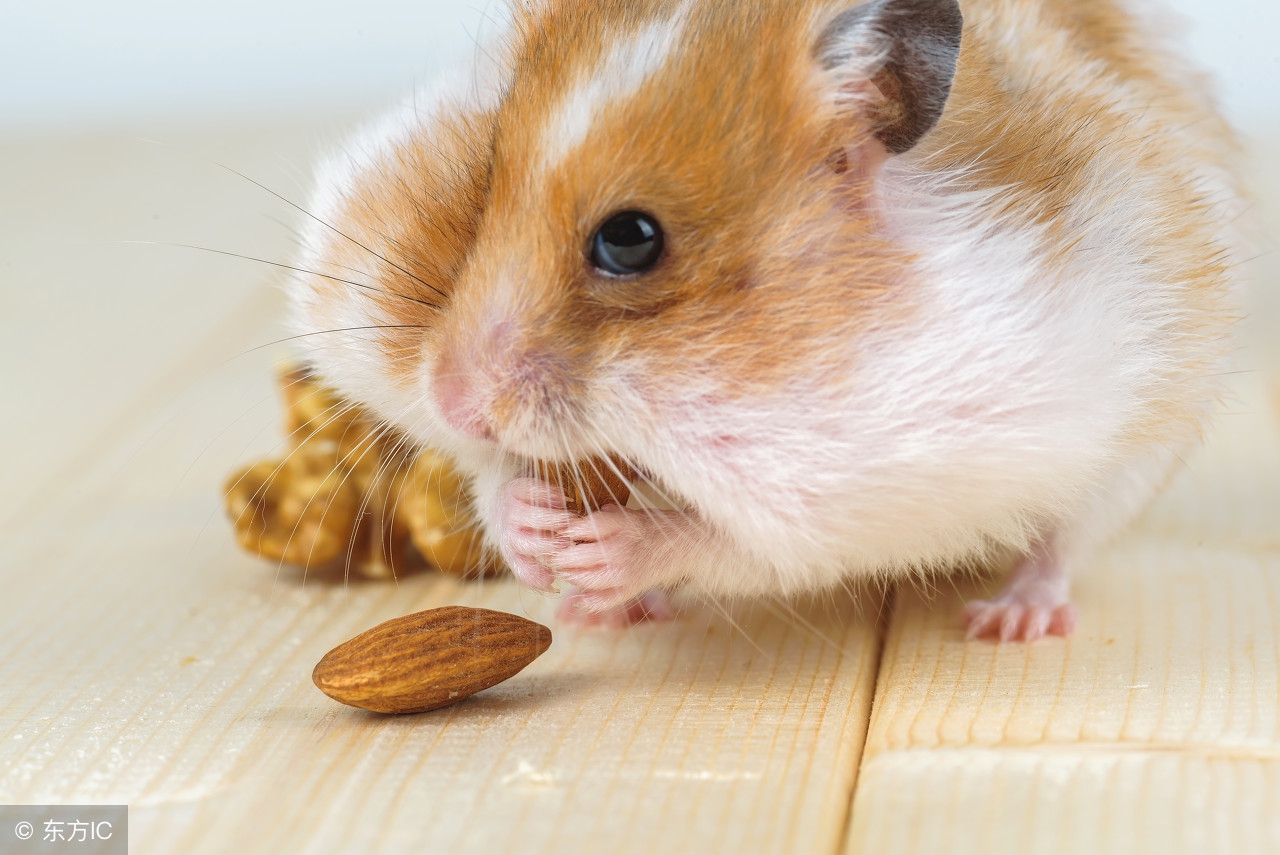 属鼠的金鼠好不好,20年的金鼠好不好