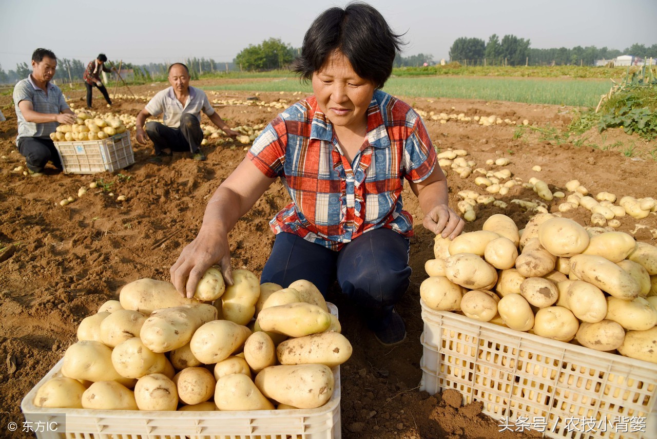 马铃薯怎么种植能够上市早、产量高？