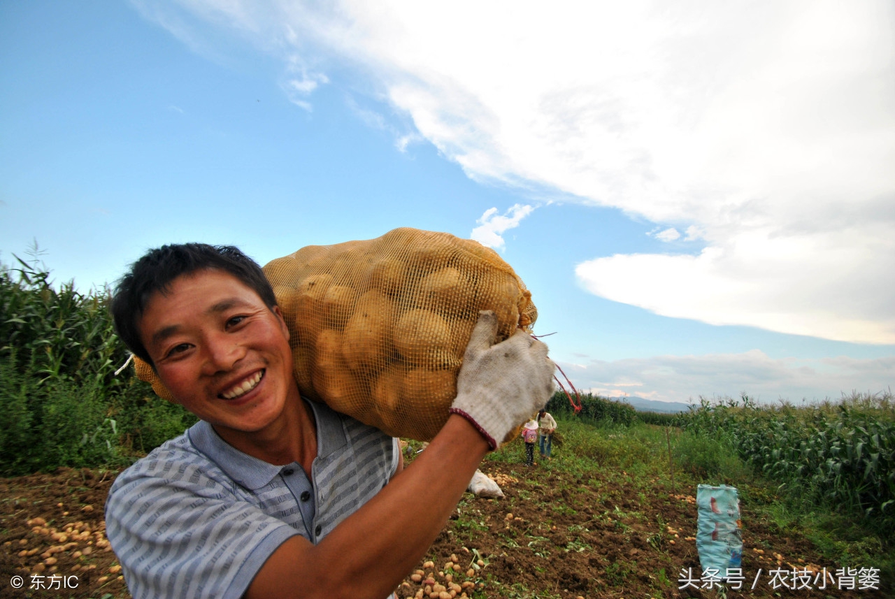 马铃薯怎么种植能够上市早、产量高？