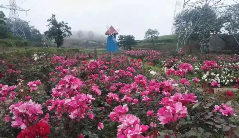 重庆风景让人一看心旷神怡的地方,秋日游重庆这里的景色别样好