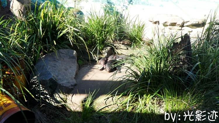 澳洲旅游必去动物园,澳洲动物园游记