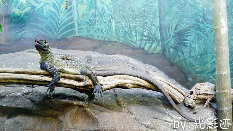 澳洲旅游必去动物园,澳洲动物园游记