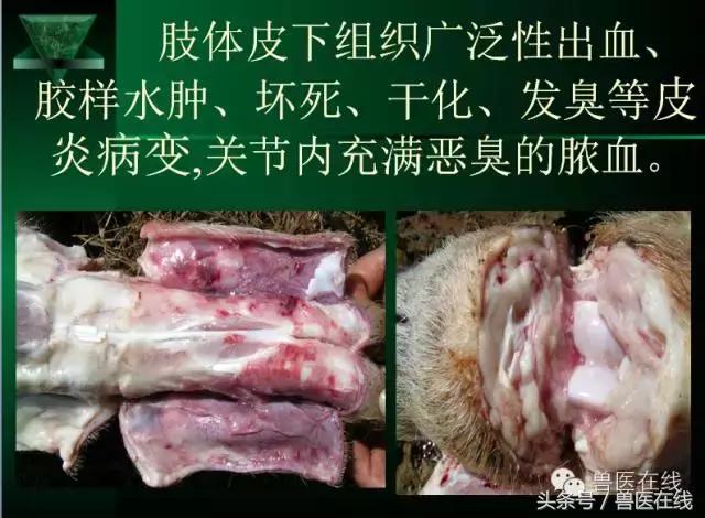 有图有真相——看猪病专家进行蓝耳病的现场诊断和详解！