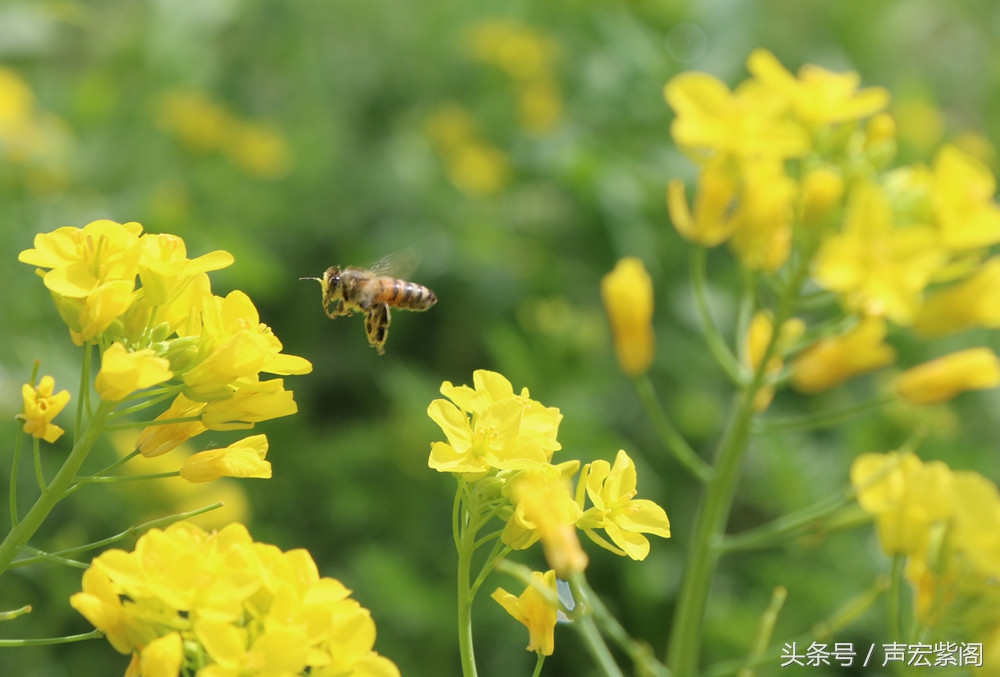 河北石家庄赵县武建波父子两代养蜂，赶花夺蜜一年难得回趟家