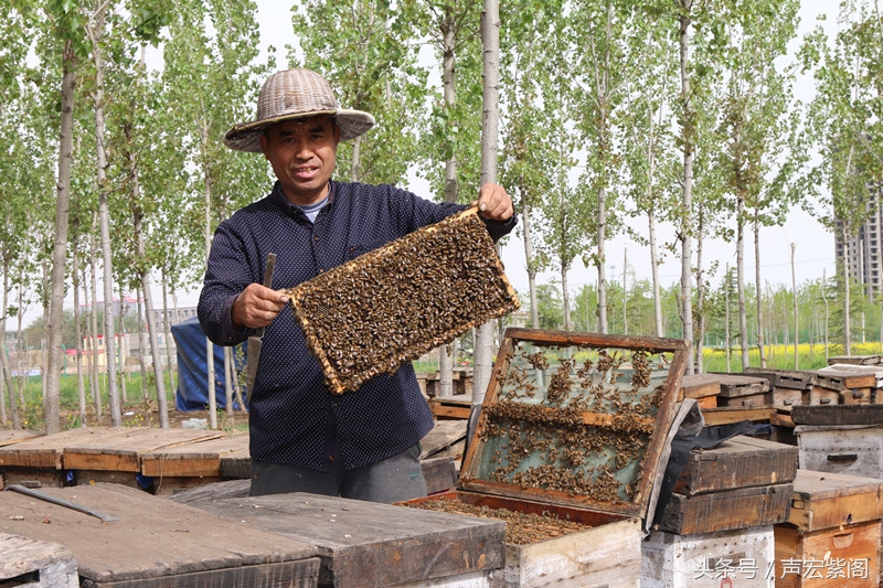 河北石家庄赵县武建波父子两代养蜂，赶花夺蜜一年难得回趟家