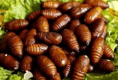 林更新试吃蚕蛹,林更新吃蚕蛹好吗