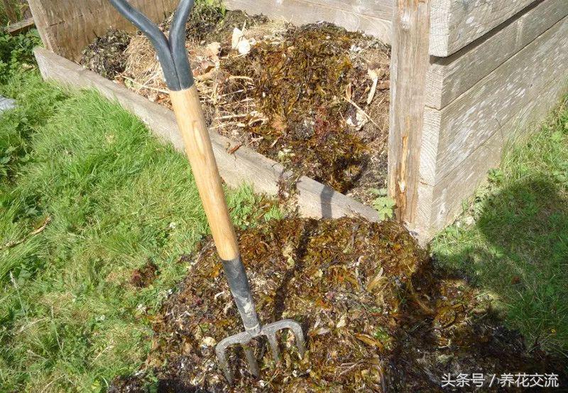 怎么给海藻植物做肥料,海藻肥养植物