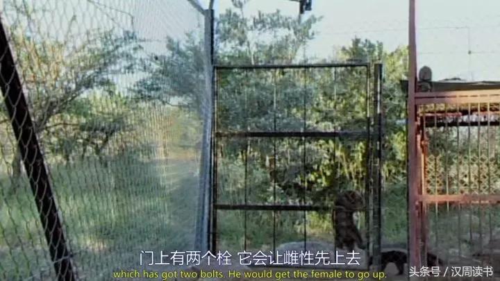 非洲平头哥张狂不是我的本性但是惹我就等于自杀