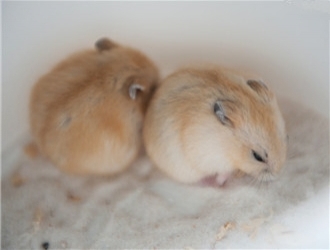 仓鼠热天怎么养,天气热了仓鼠该怎么办