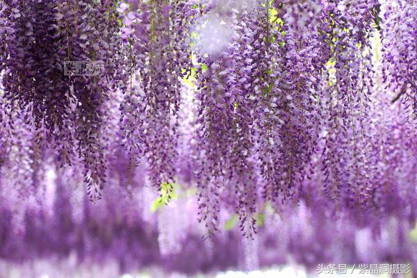 上海古藤园紫藤花是否开了,中国最大的紫藤园