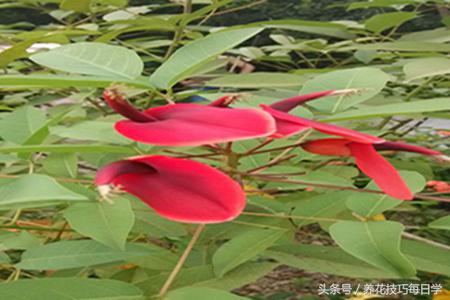 马蹄莲分株栽种方法,马蹄莲如何播种