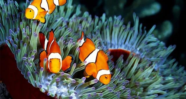 小丑鱼饲养方法,小丑炮弹鱼饲养