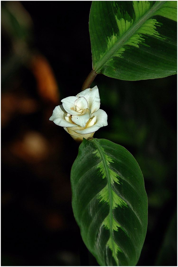 代表独特的花语的花是什么,什么花的花语是惊艳人心的呢