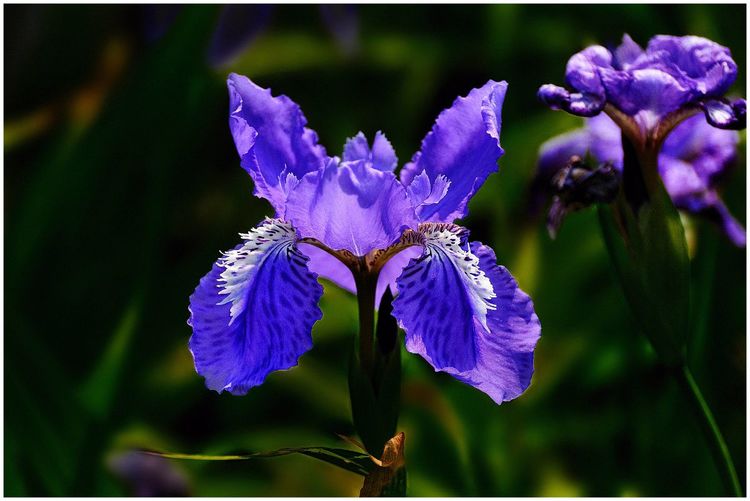 代表独特的花语的花是什么,什么花的花语是惊艳人心的呢