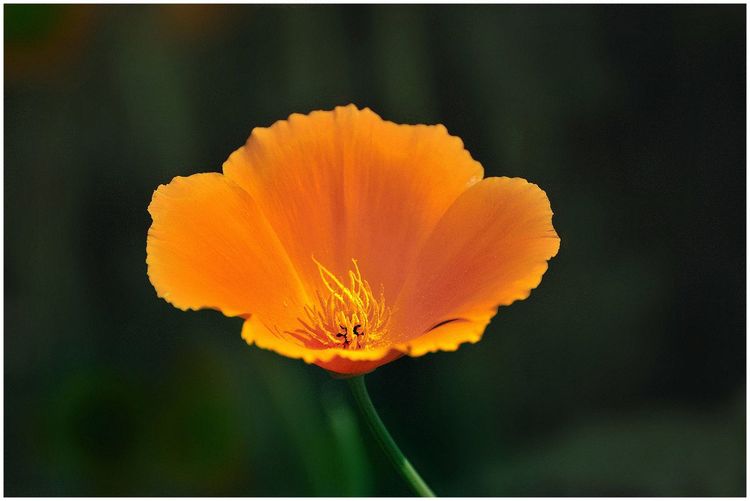 代表独特的花语的花是什么,什么花的花语是惊艳人心的呢